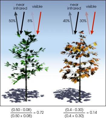 什么是NDVI（歸一化植被指數）？