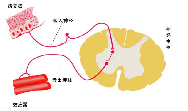 城市云腦，像大腦一樣建設智慧城市，基于互聯網云腦的新架構